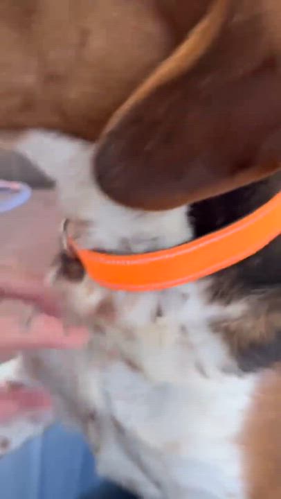 Enlarge Chevy, a ADOPTABLE mixed breed in Westwood, NJ video 4/4