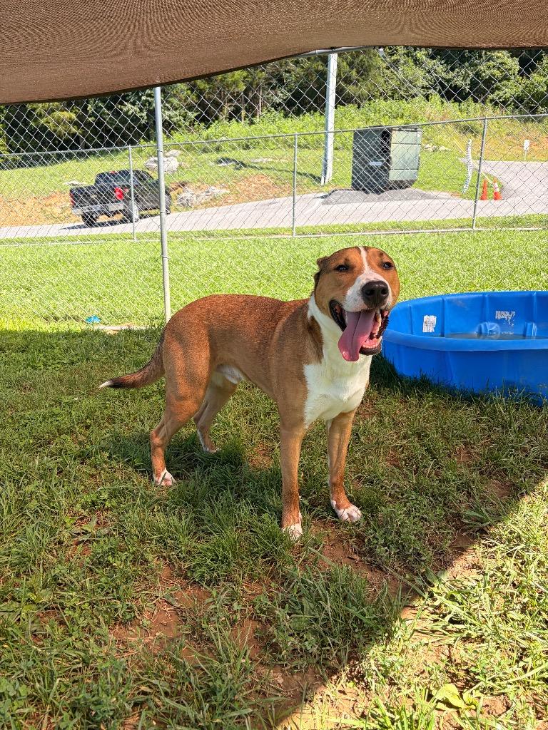 Cucumber aka Titan, Adoptable, Adult Male Bull Terrier & Mixed Breed.