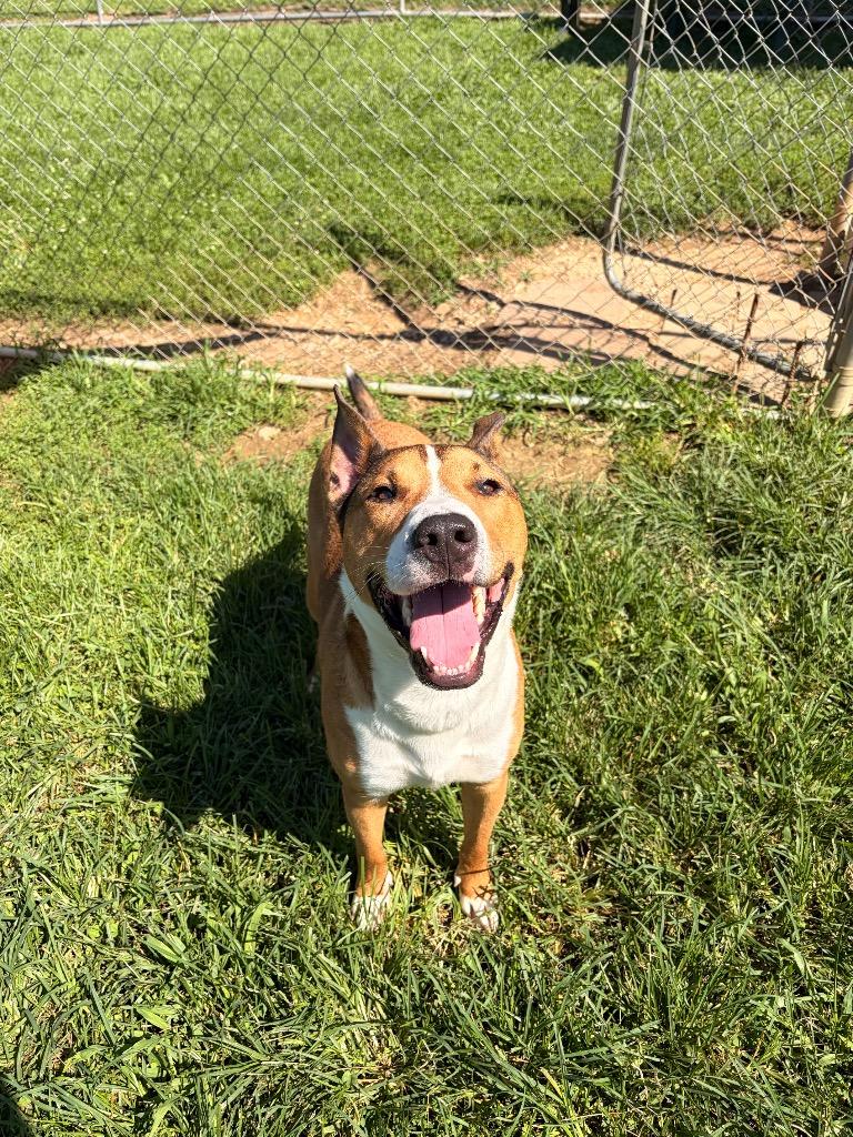 Cucumber aka Titan, a Adoptable mixed breed in Blountville, TN image 2/3