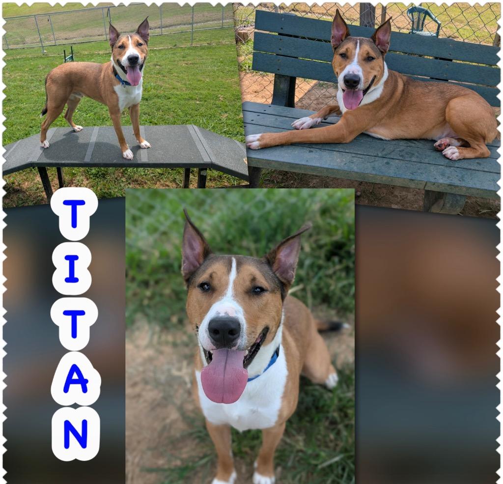Cucumber aka Titan, a Adoptable mixed breed in Blountville, TN image 3/4