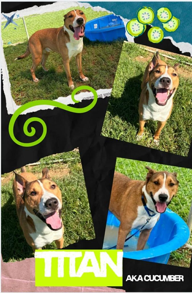 Cucumber aka Titan, a Adoptable mixed breed in Blountville, TN image 3/3