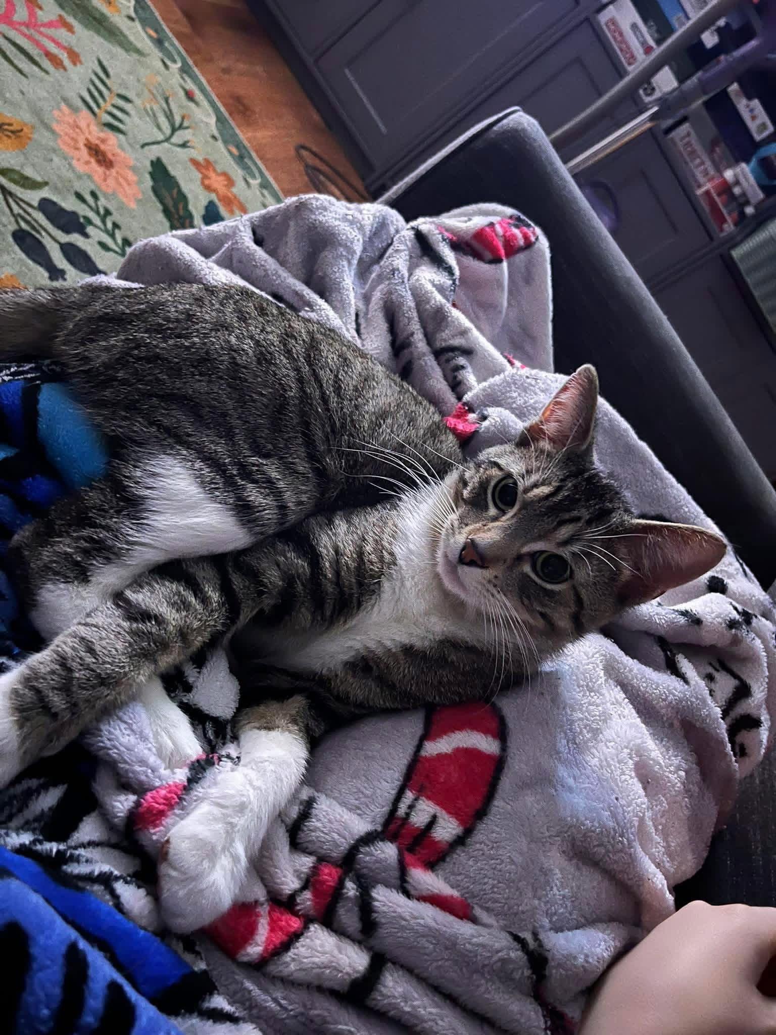 Vinny, Adopted, Young Male Domestic Short Hair.