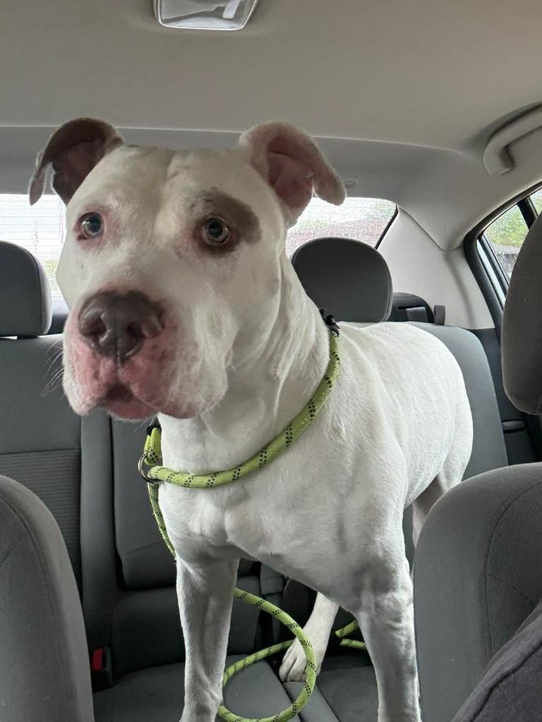 Diesel, Adoptable, Adult Male Pit Bull Terrier.