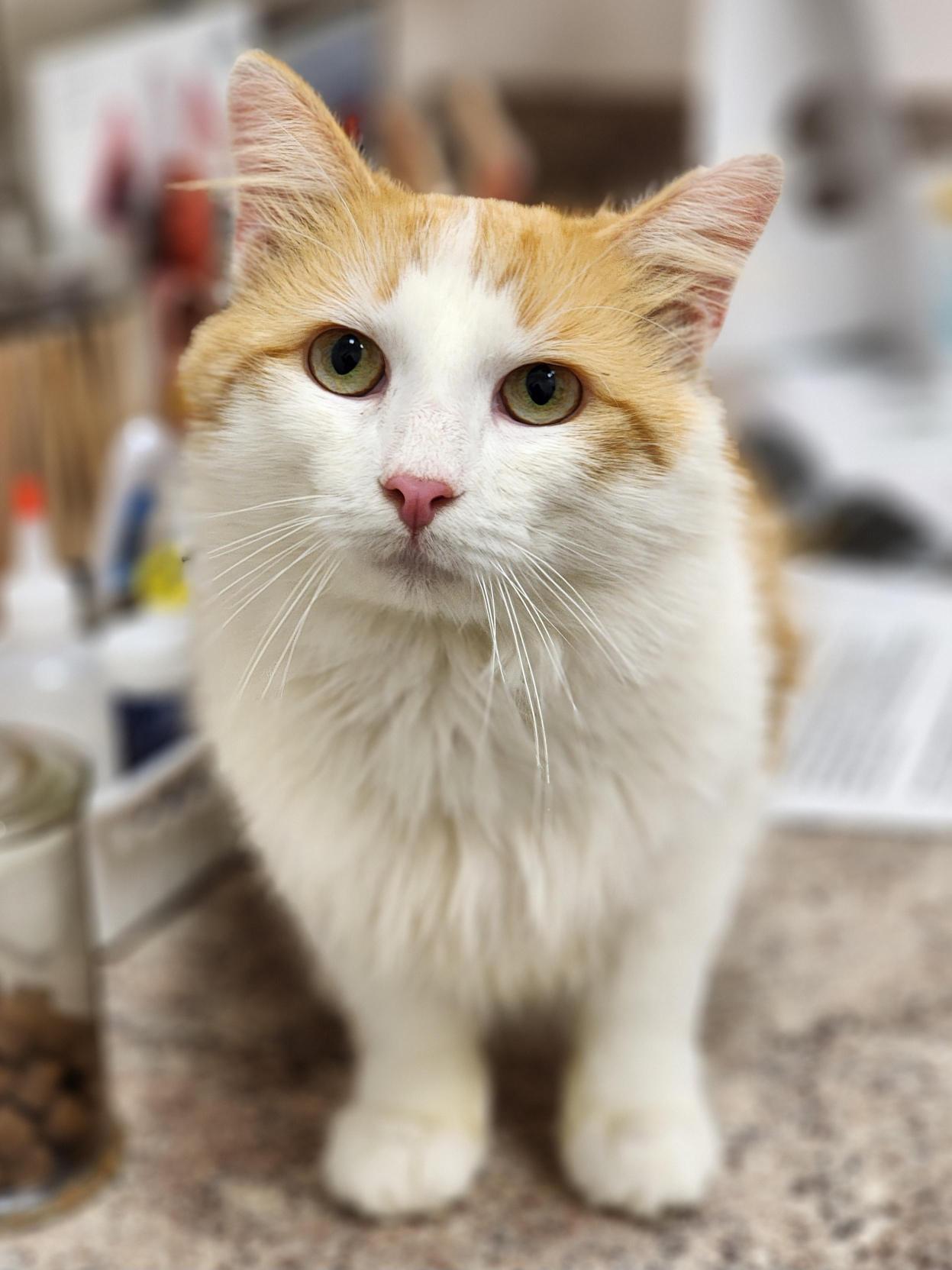 Enlarge Redmond, a Adoptable Domestic Long Hair in Bristol, TN image 1/4