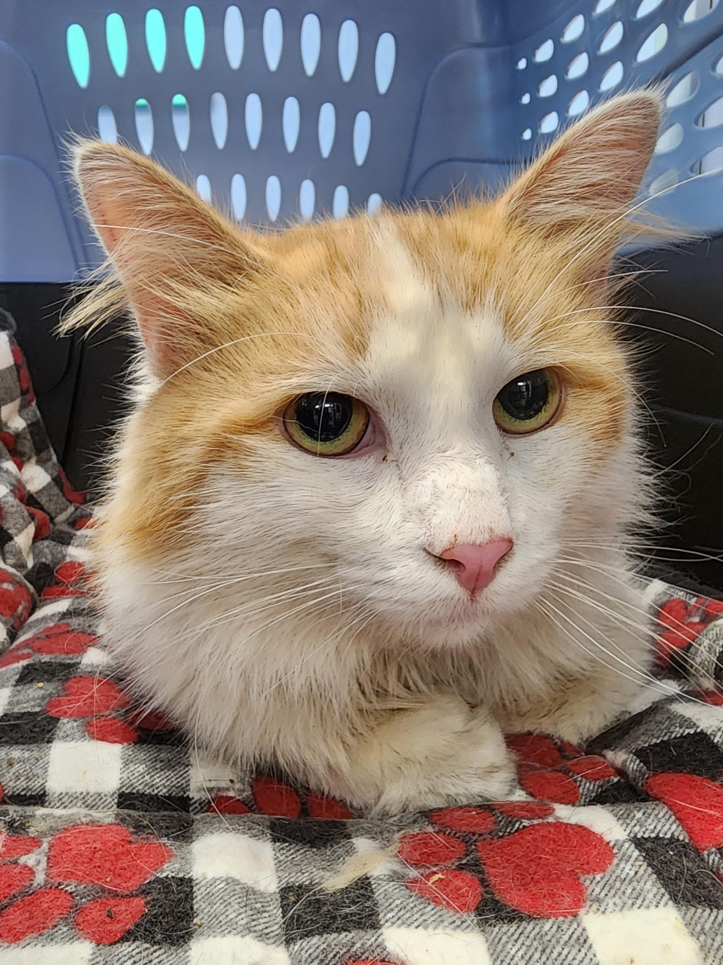 Enlarge Redmond, a Adoptable Domestic Long Hair in Bristol, TN image 4/4