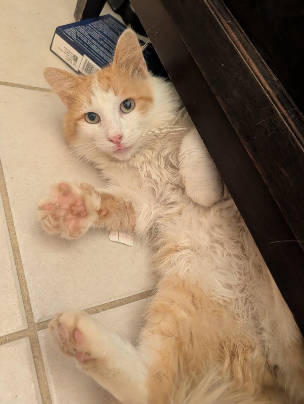 Enlarge Redmond, a Adoptable Domestic Long Hair in Bristol, TN image 3/4