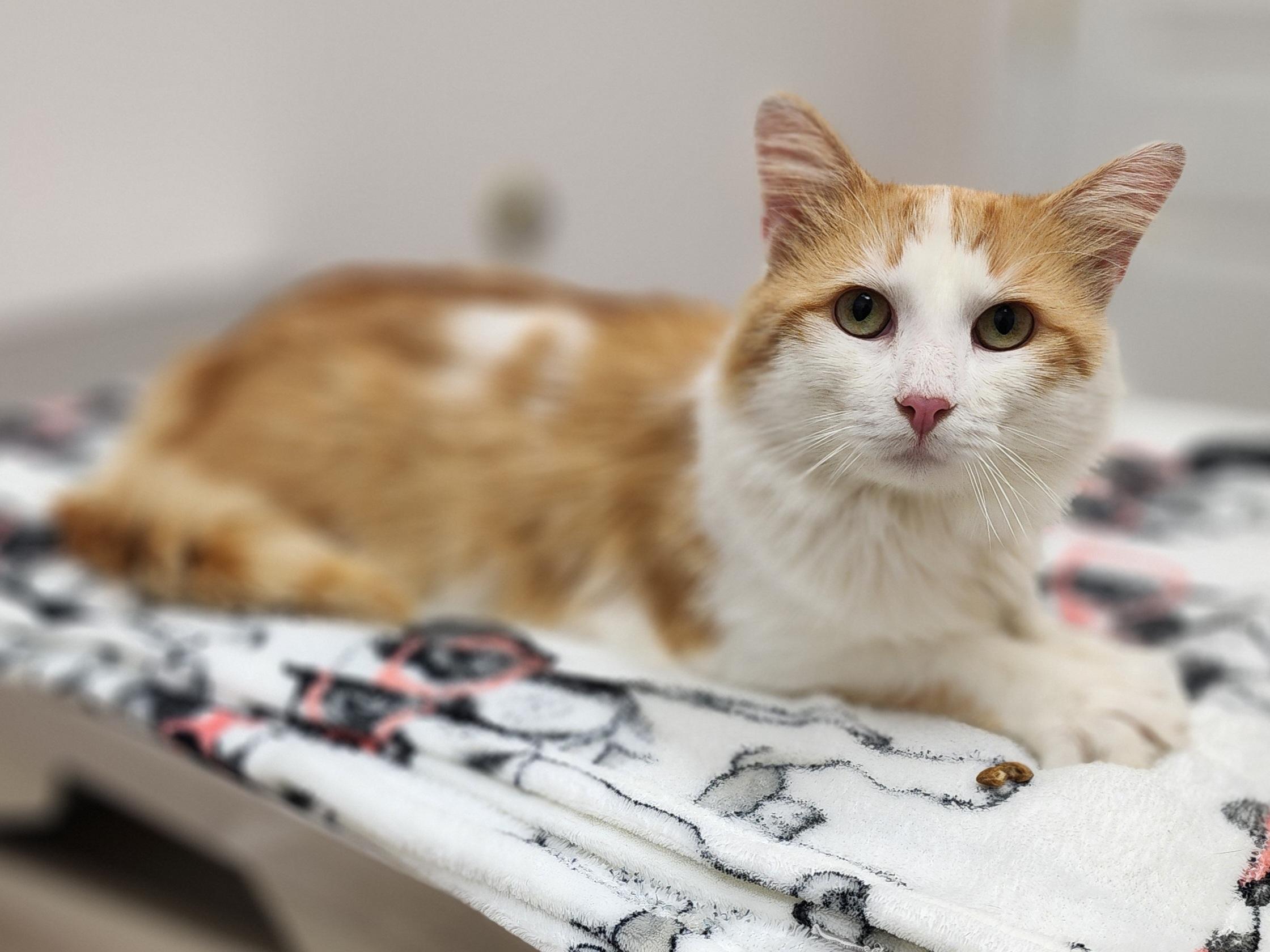 Enlarge Redmond, a Adoptable Domestic Long Hair in Bristol, TN image 2/4