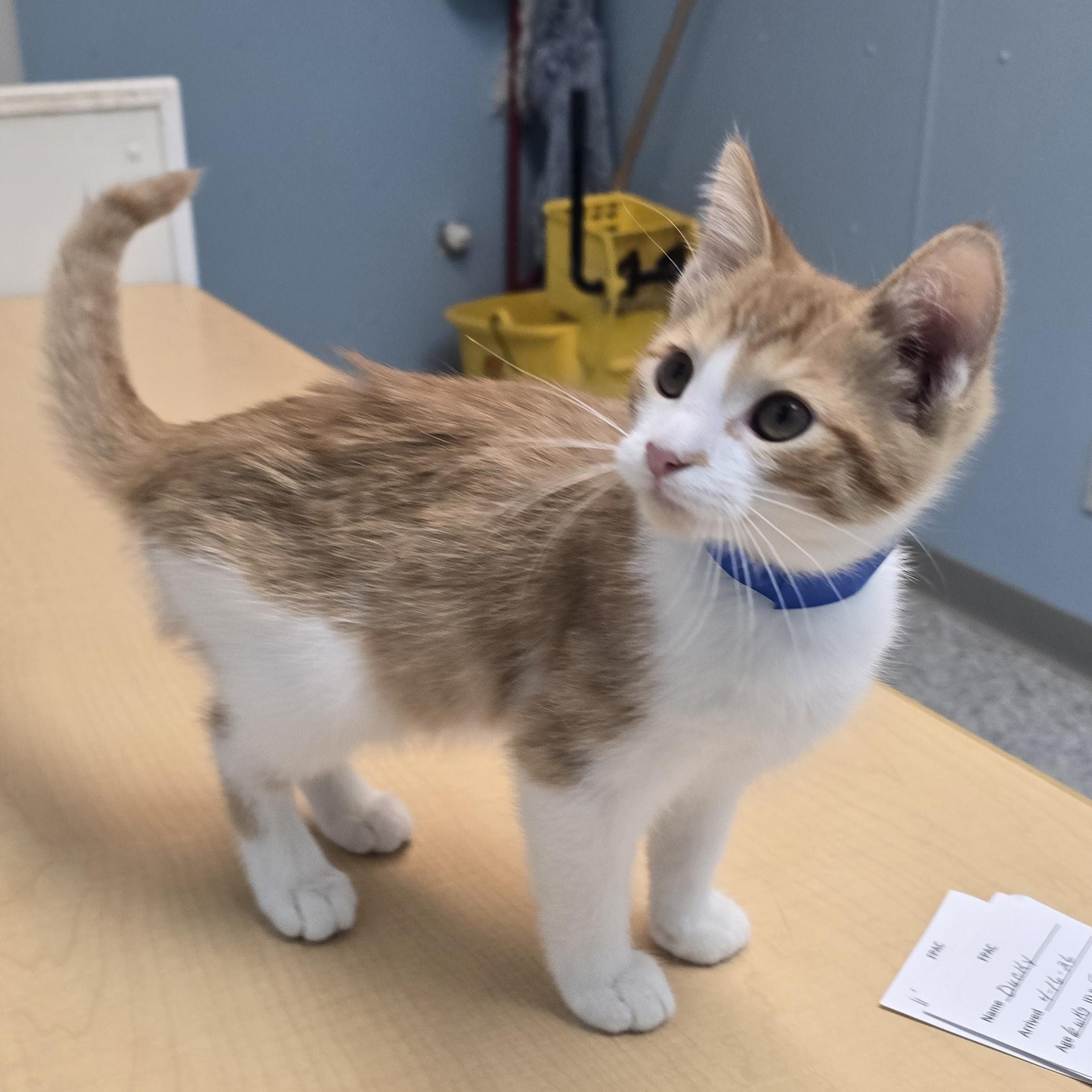 Otis, ADOPTABLE, Kitten Male Domestic Short Hair.
