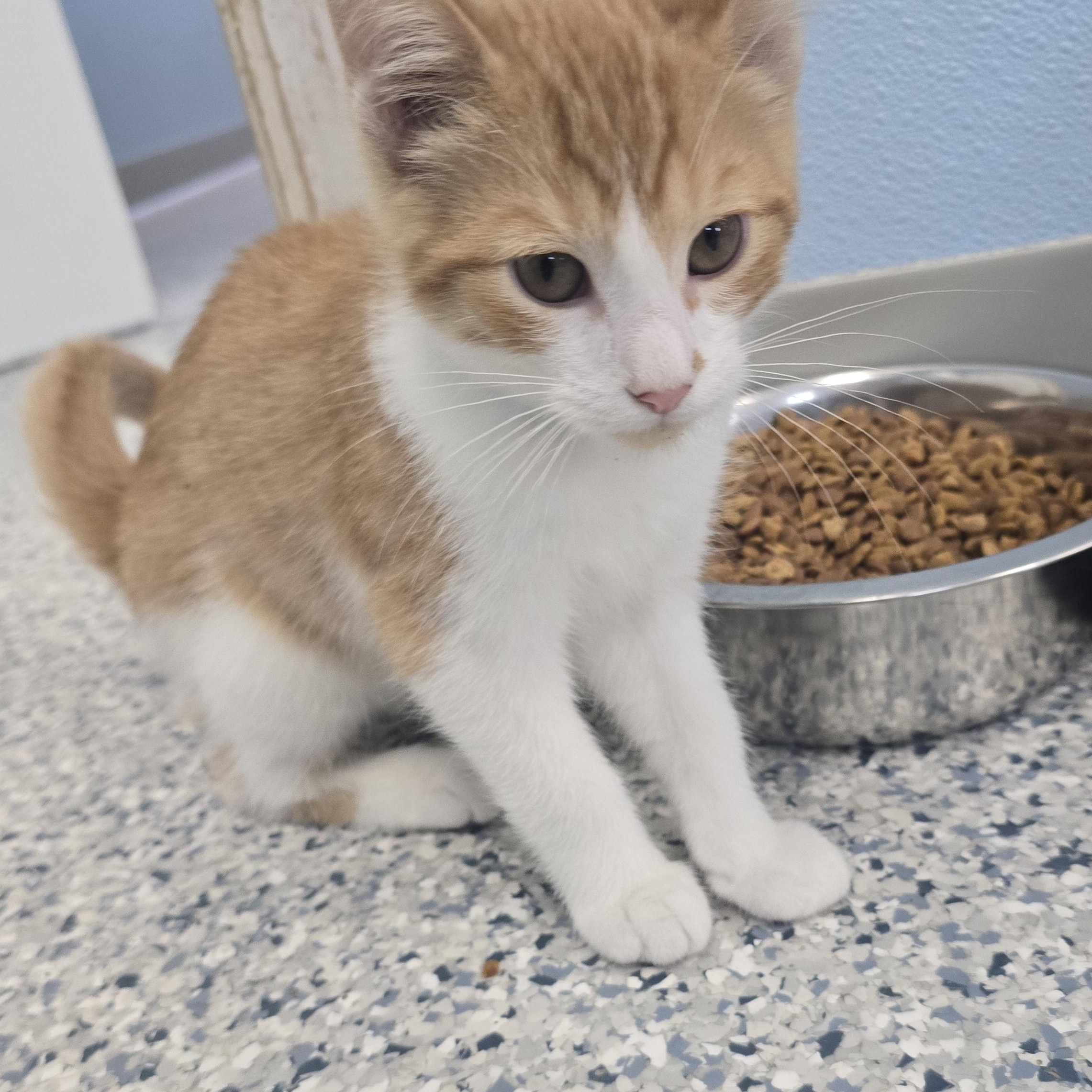 Otis, a ADOPTABLE Domestic Short Hair in Farmington, MO image 4/4