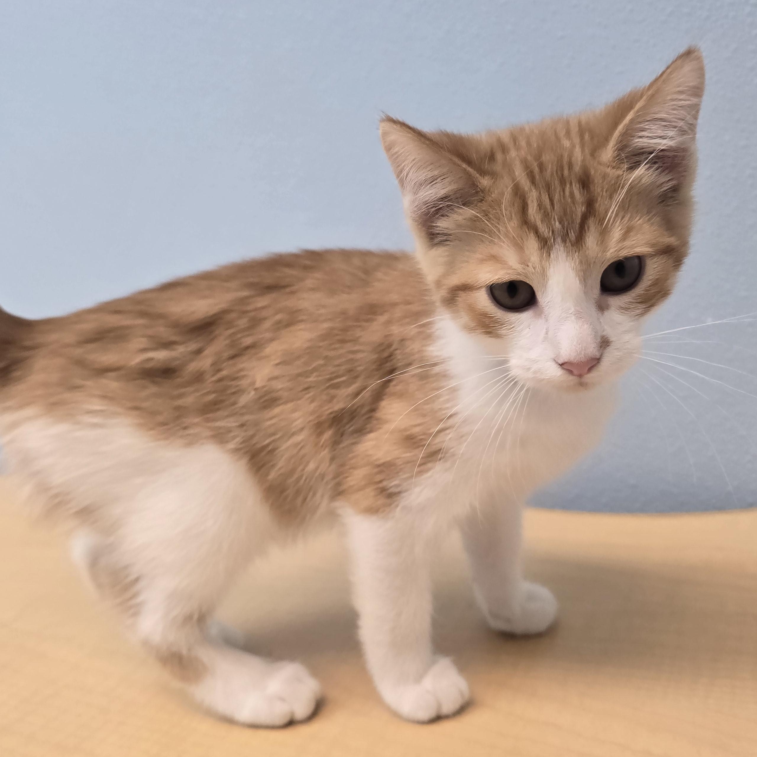 Otis, a ADOPTABLE Domestic Short Hair in Farmington, MO image 3/4