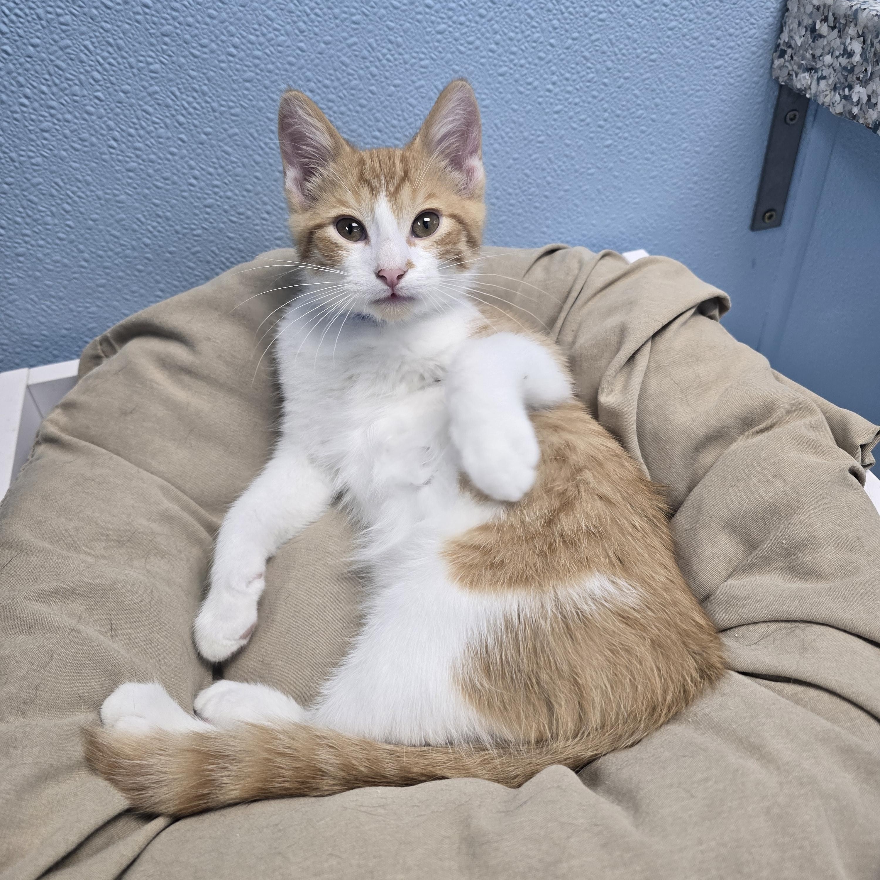 Otis, a ADOPTABLE Domestic Short Hair in Farmington, MO image 1/4
