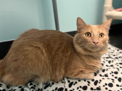 KC, Adoptable, Adult Male Domestic Medium Hair & Domestic Short Hair.