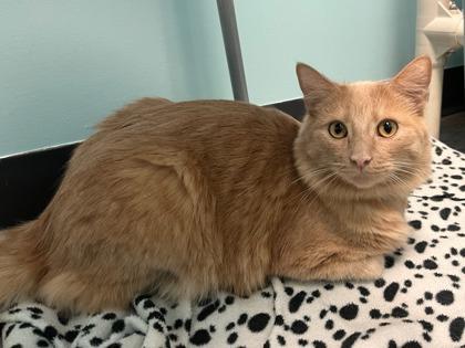 Enlarge KC, a Adoptable mixed breed in Phoenix, AZ image 2/2