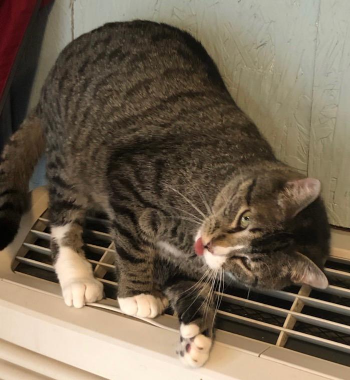 Toeby, Adoptable, Senior Male Extra-Toes Cat / Hemingway Polydactyl & Domestic Short Hair.