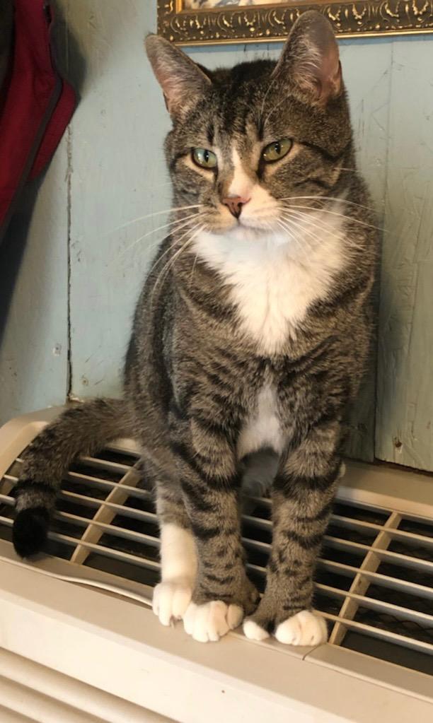 Enlarge Toeby, a Adoptable mixed breed in Ballwin, MO image 2/3
