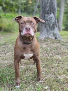 Brook, Adoptable, Adult Female Pit Bull Terrier.
