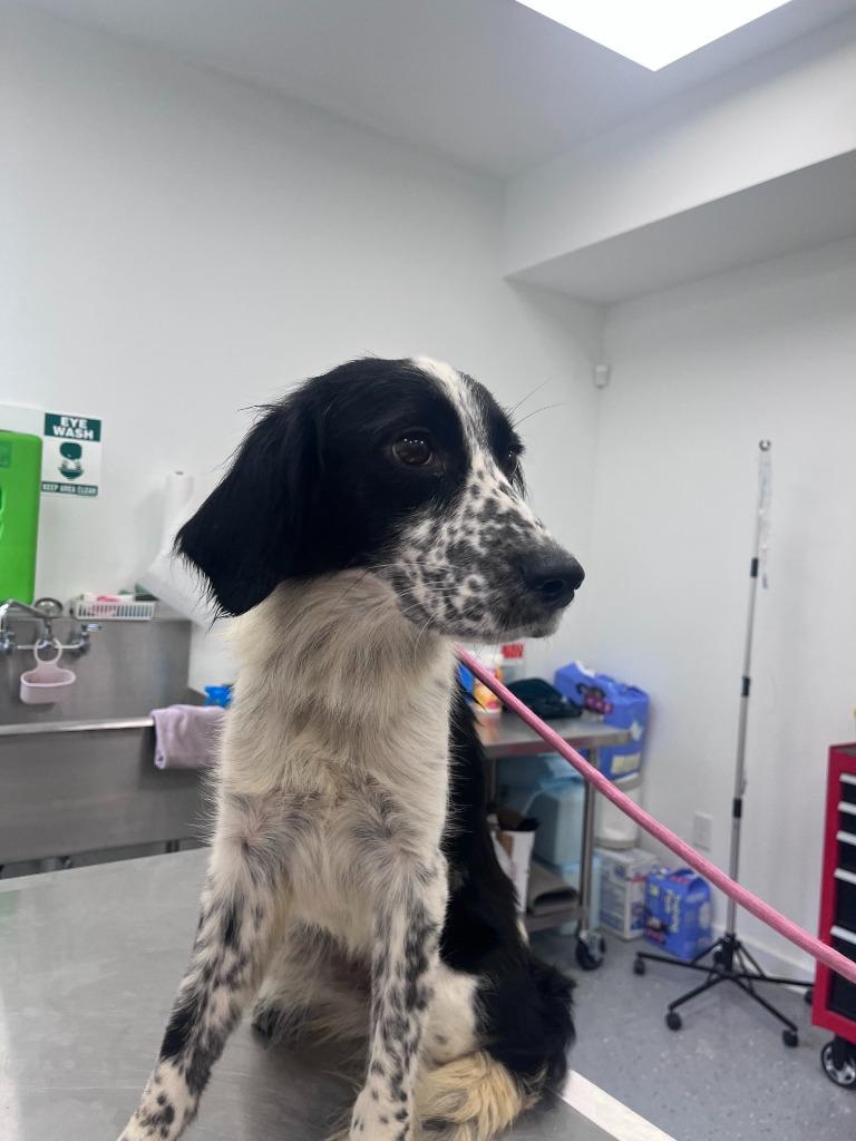Edith, Adopted, Adult Female English Springer Spaniel.