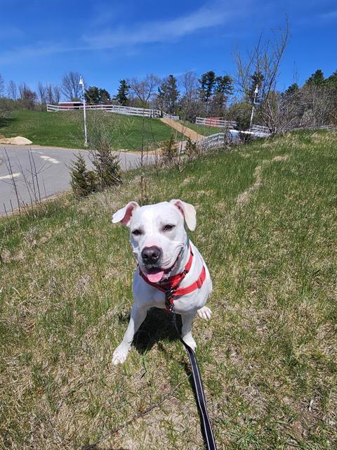 Enlarge MARSHMALLOW, a Adoptable mixed breed in Methuen, MA image 1/1