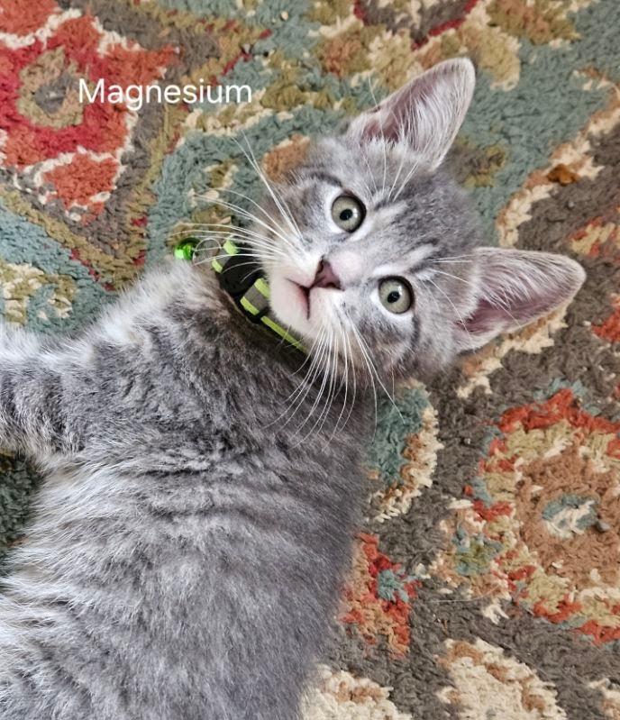 Magnesium, Adoptable, Kitten Male Domestic Short Hair.