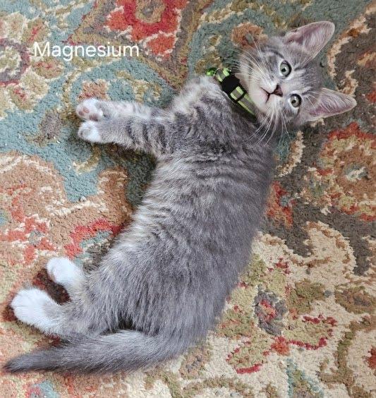 Magnesium, a Adoptable mixed breed in Parkville, MD image 2/2