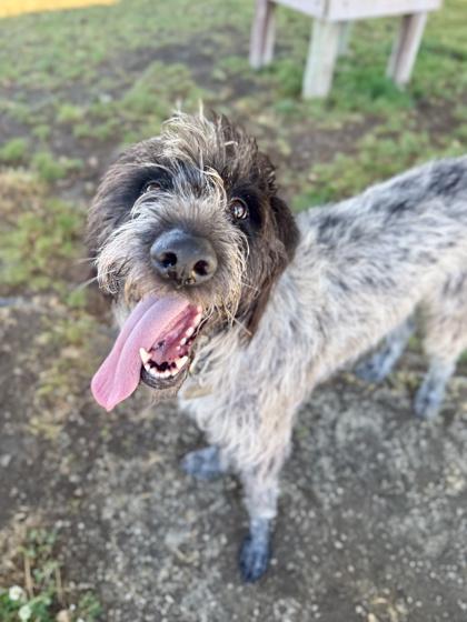 Billie, adopted, Adult Female German Wirehaired Pointer.