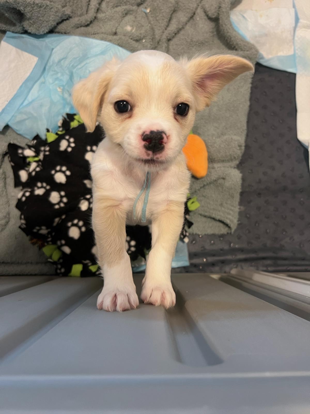 Enlarge Waffles , an adopted mixed breed in Bonney Lake, WA image 4/6