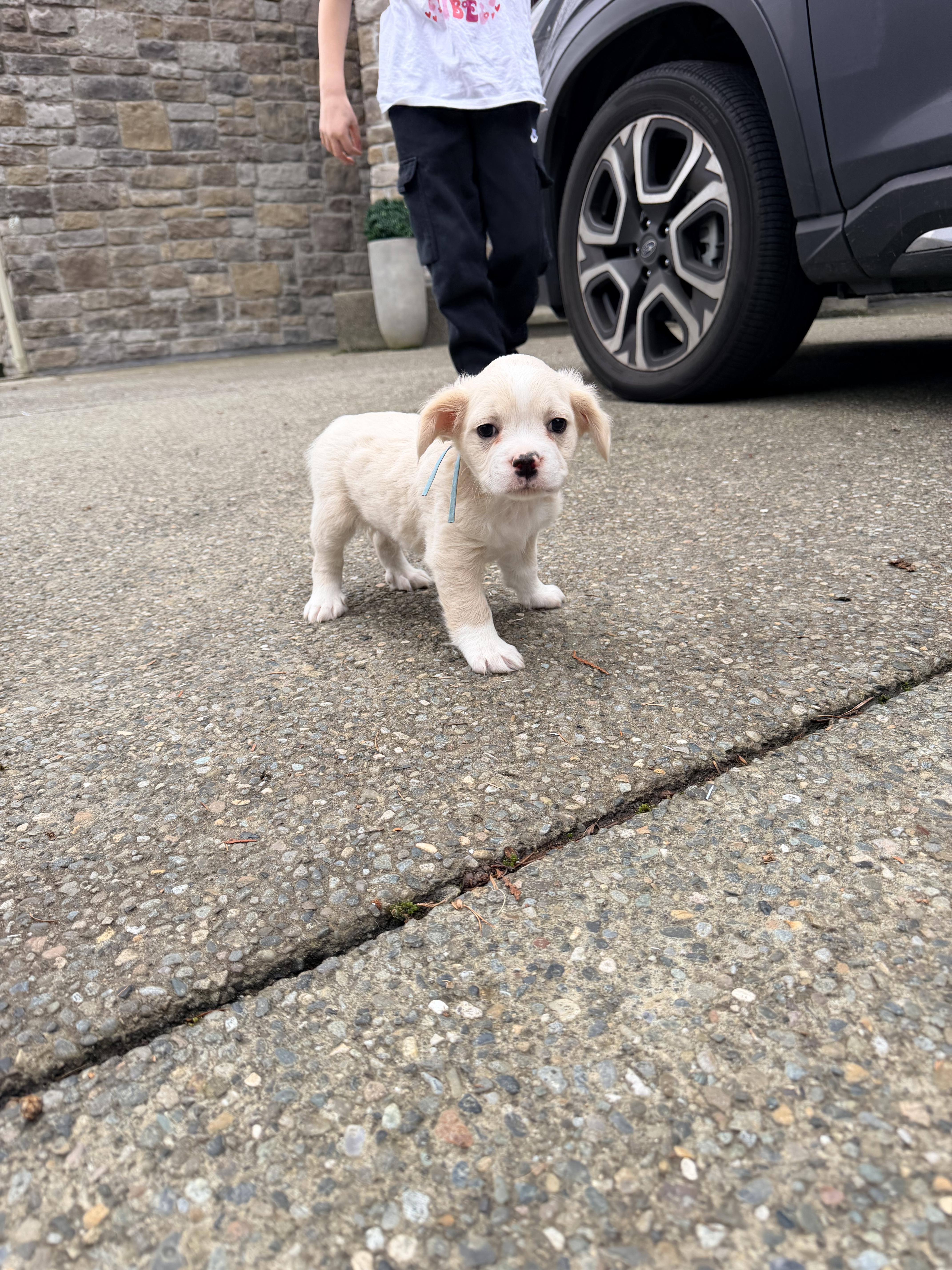 Enlarge Waffles , an adopted mixed breed in Bonney Lake, WA image 6/6