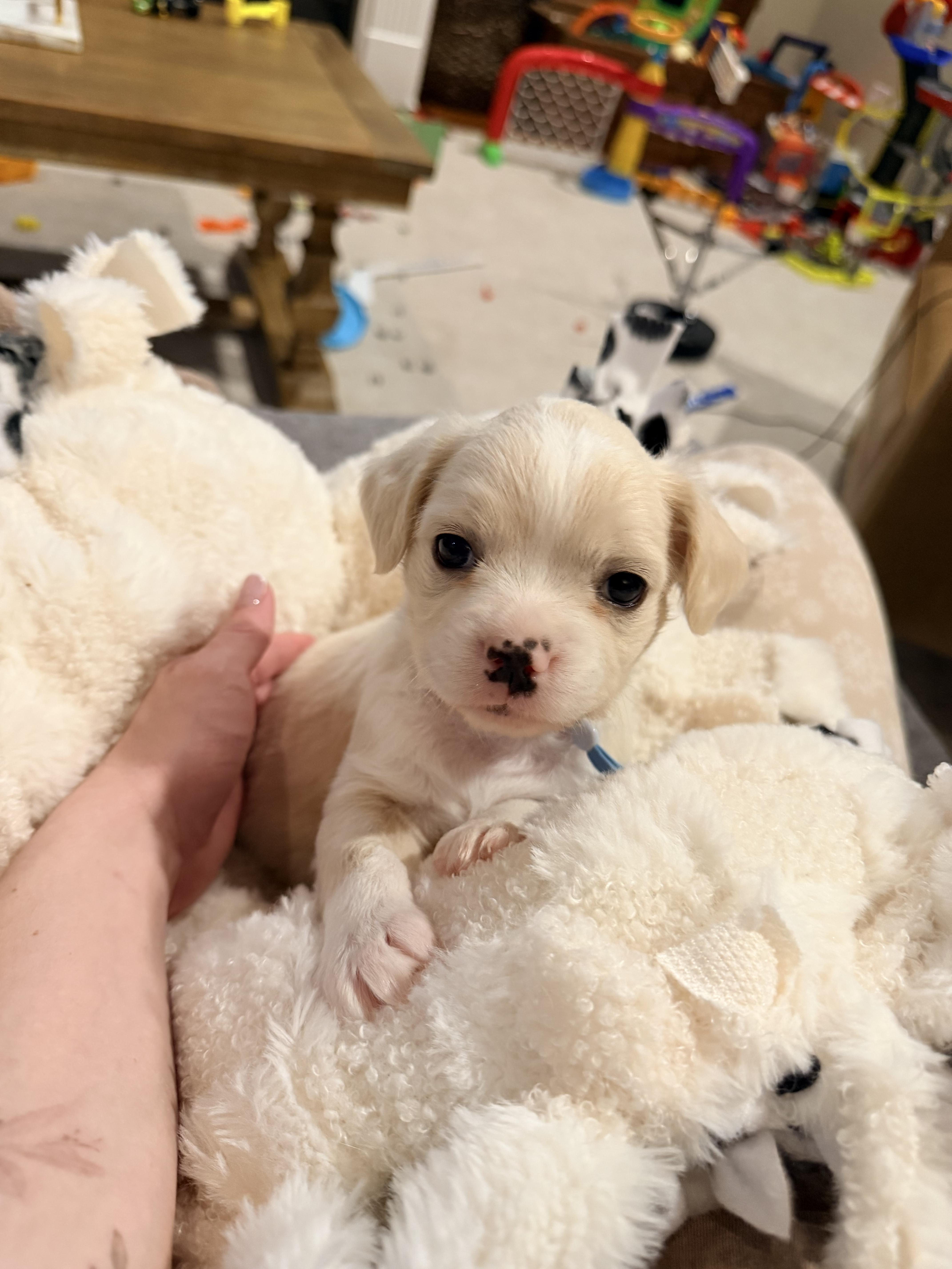 Enlarge Waffles , an adopted mixed breed in Bonney Lake, WA image 1/6