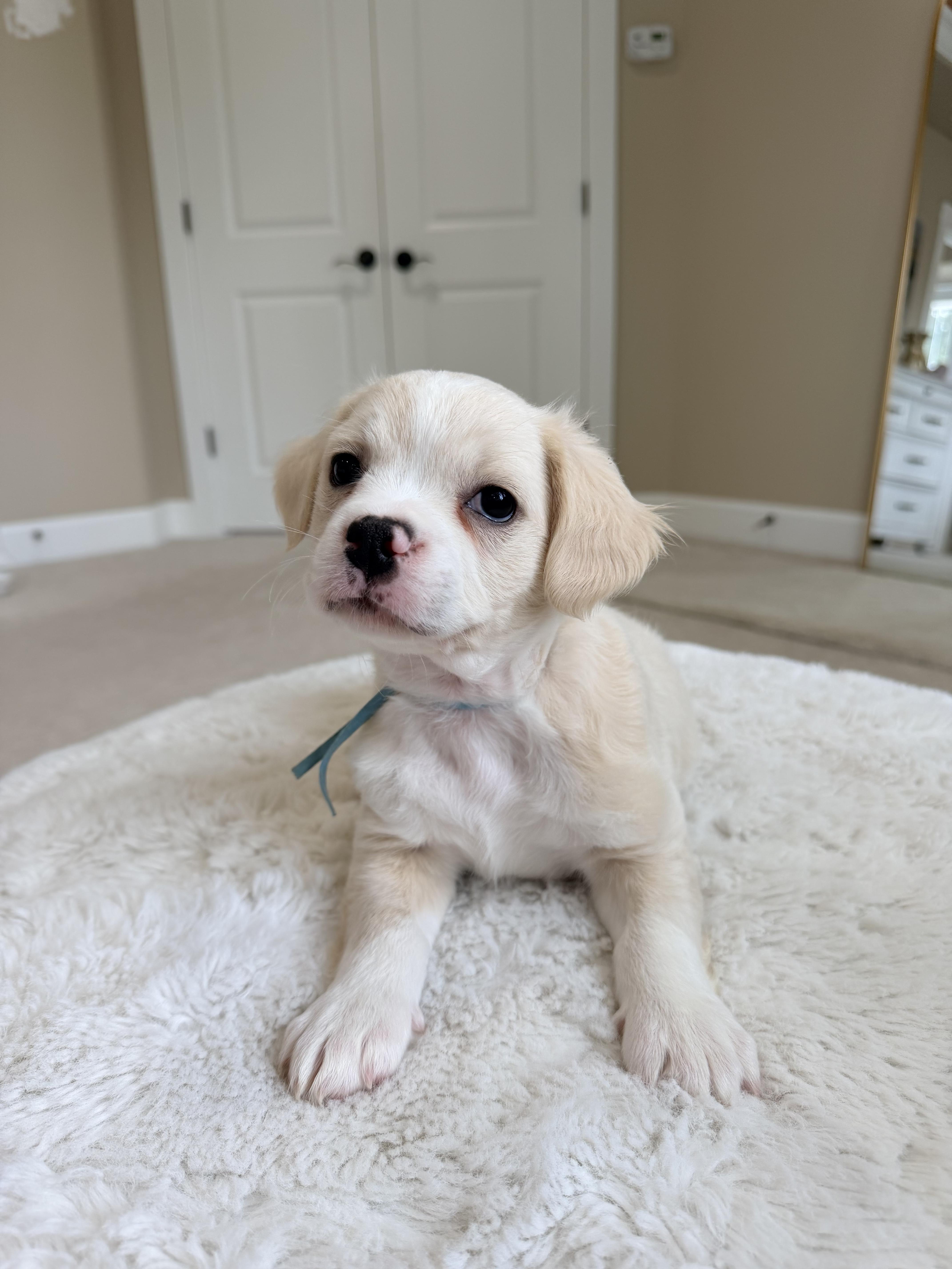 Enlarge Waffles , an adopted mixed breed in Bonney Lake, WA image 5/6