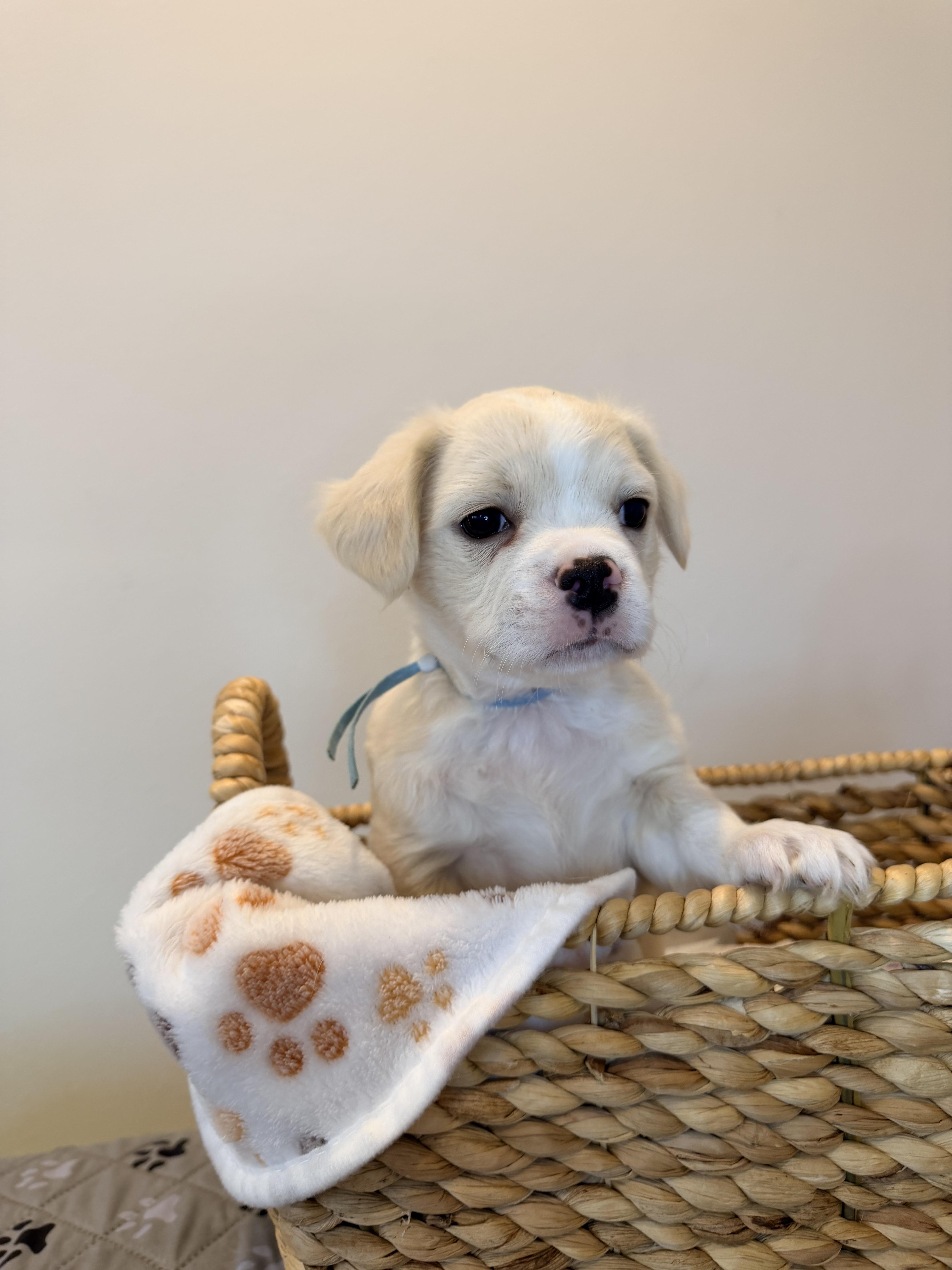 Enlarge Waffles , an adopted mixed breed in Bonney Lake, WA image 2/6