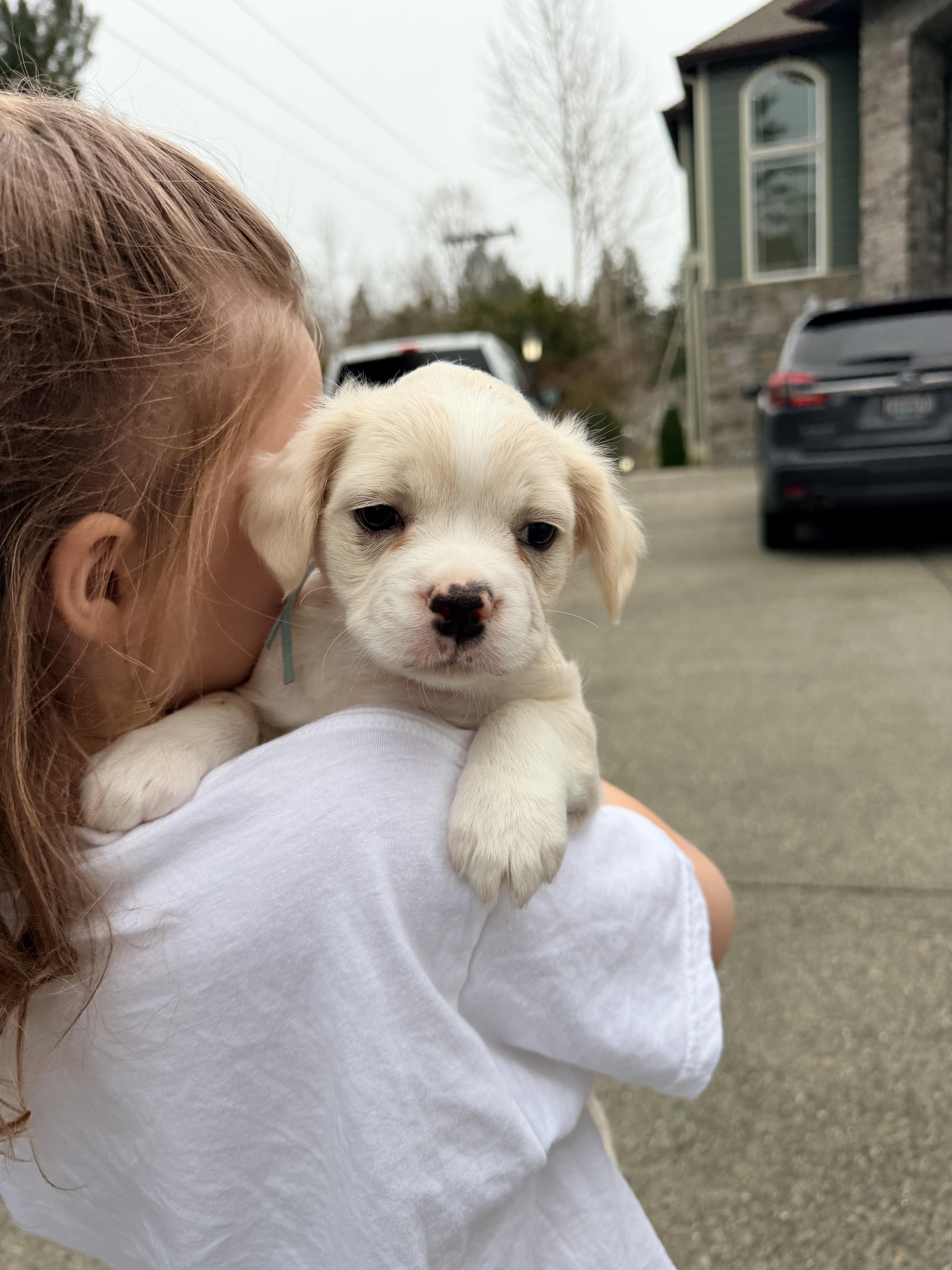 Enlarge Waffles , an adopted mixed breed in Bonney Lake, WA image 3/6
