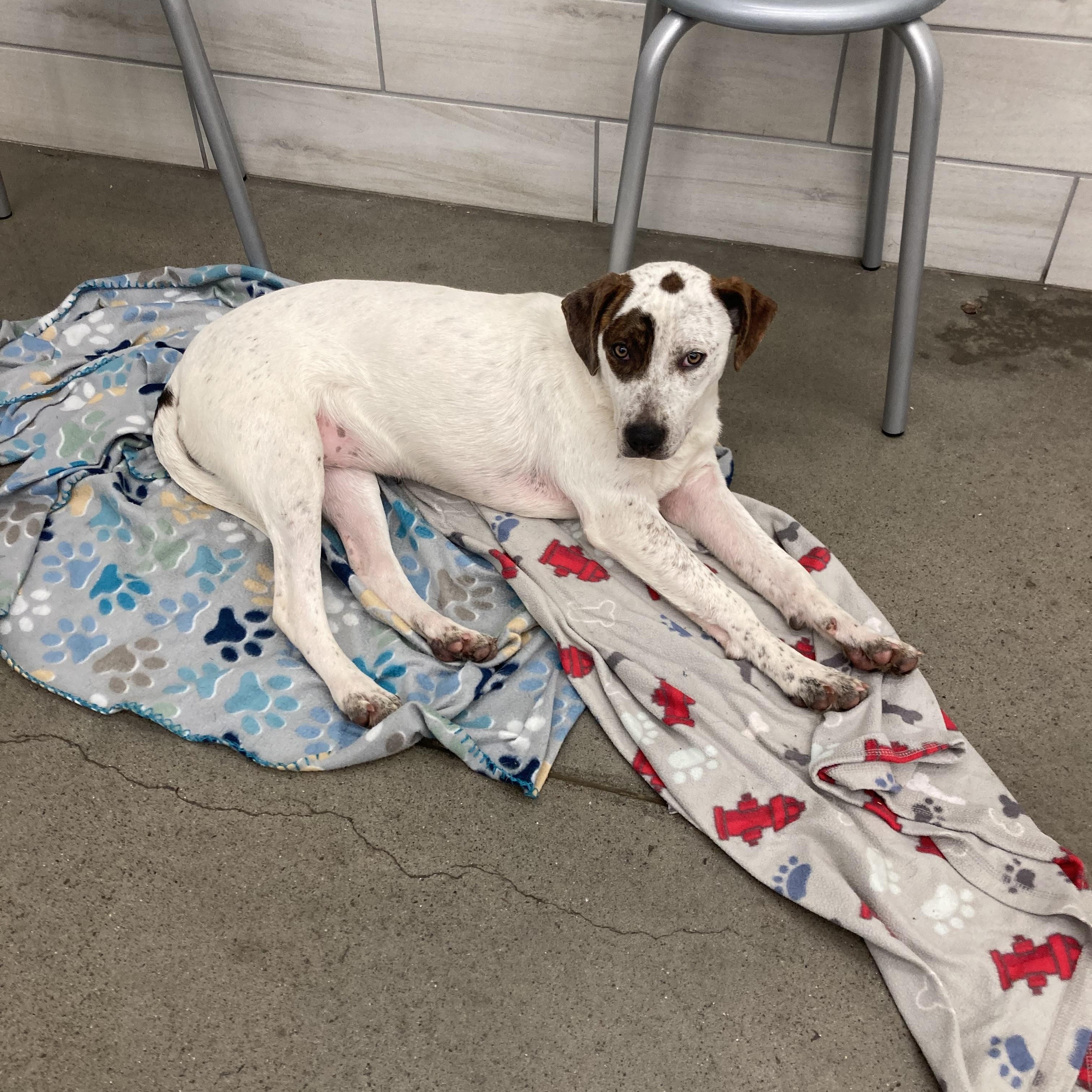Twiggy, Adoptable, Adult Female Hound & Plott Hound.
