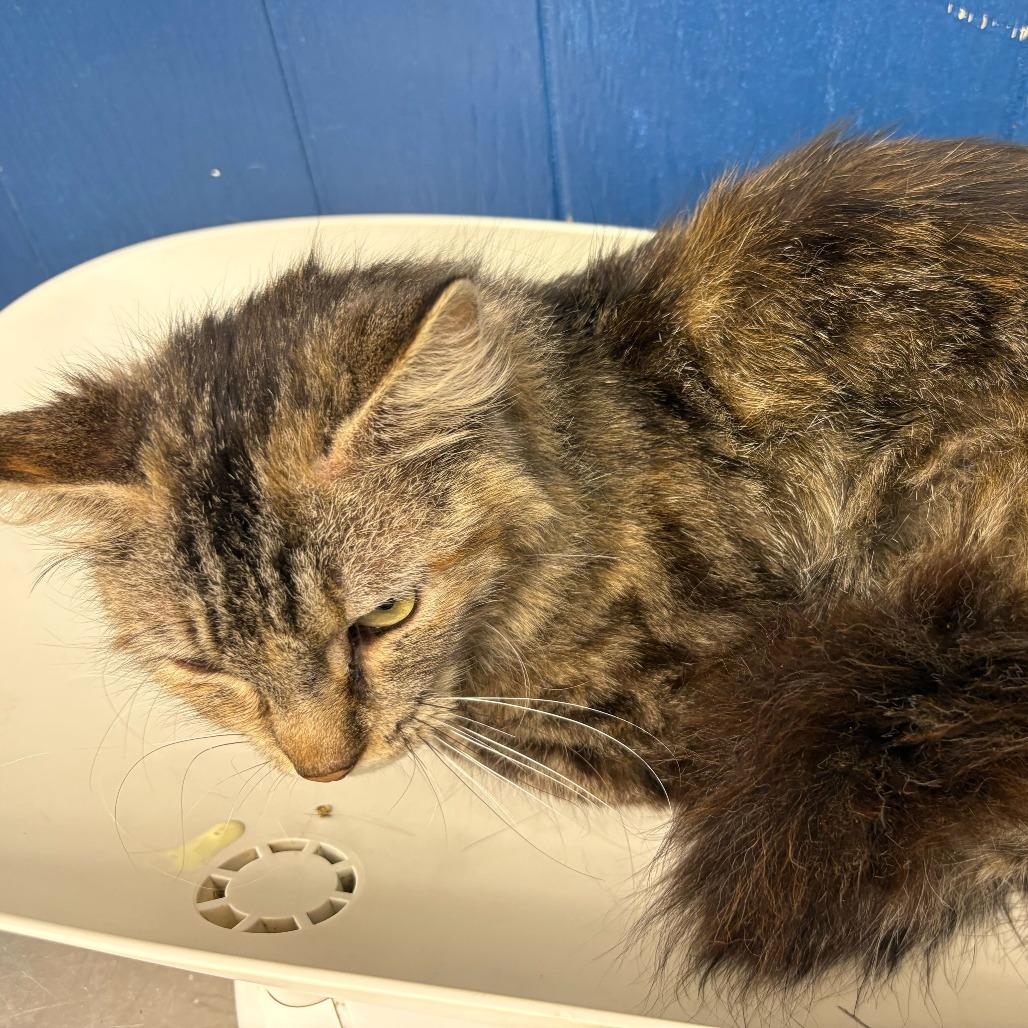 Enlarge Cleo, a Adoptable Domestic Medium Hair in Oak Hill, WV image 1/1