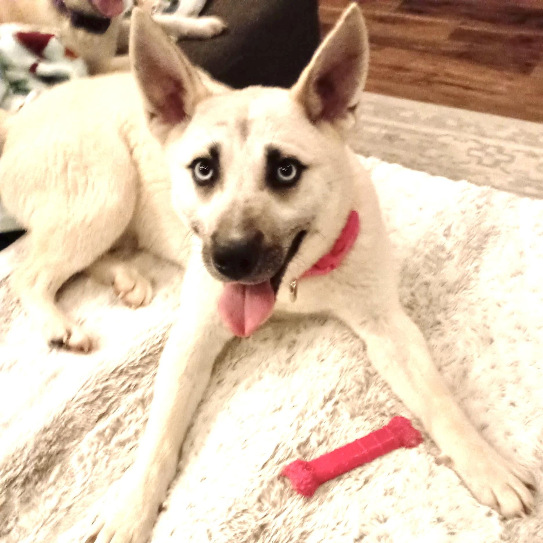 Azure -s, a ADOPTABLE mixed breed in Sequatchie, TN image 5/6