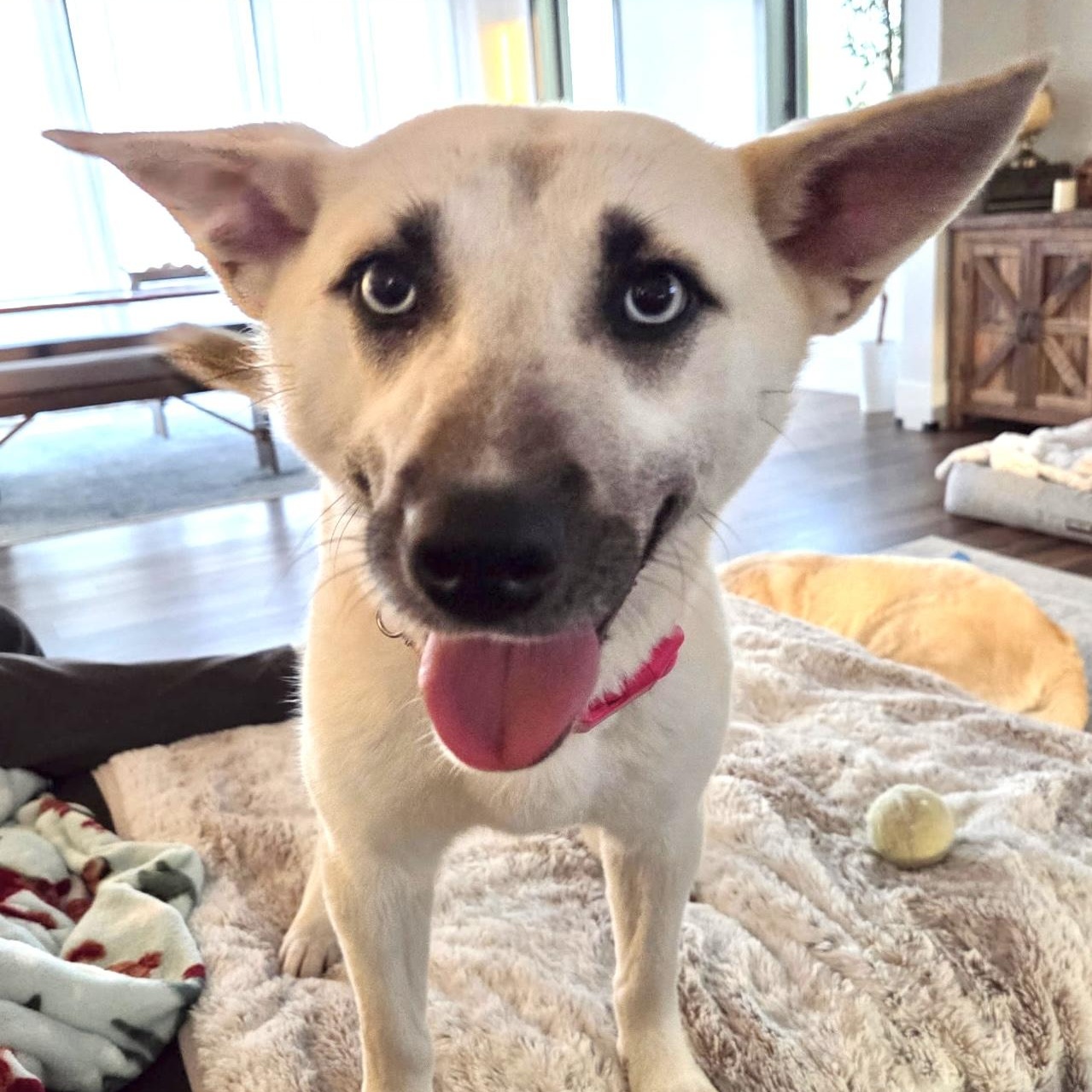 Azure -s, a ADOPTABLE mixed breed in Sequatchie, TN image 4/6