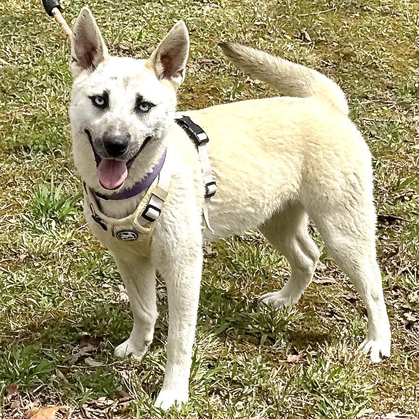 Azure -s, a ADOPTABLE mixed breed in Sequatchie, TN image 2/6