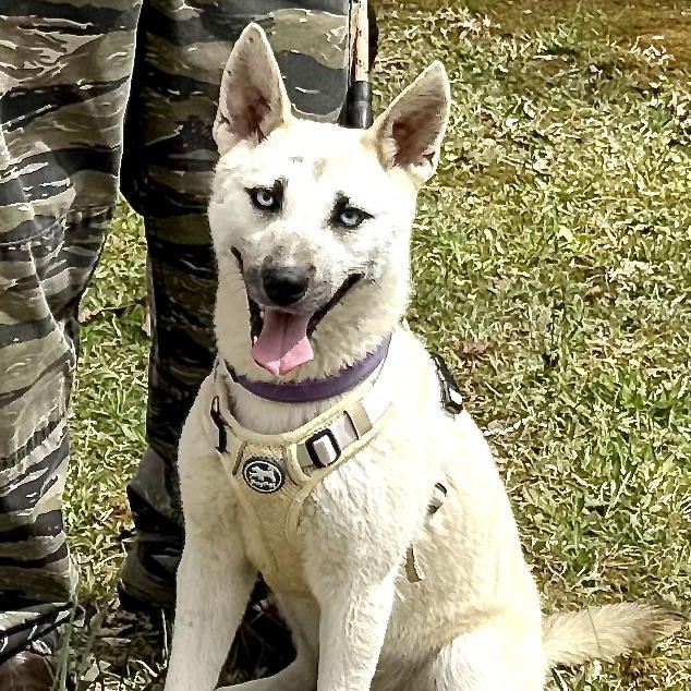 Azure -s, ADOPTABLE, Young Female Jindo & Carolina Dog.