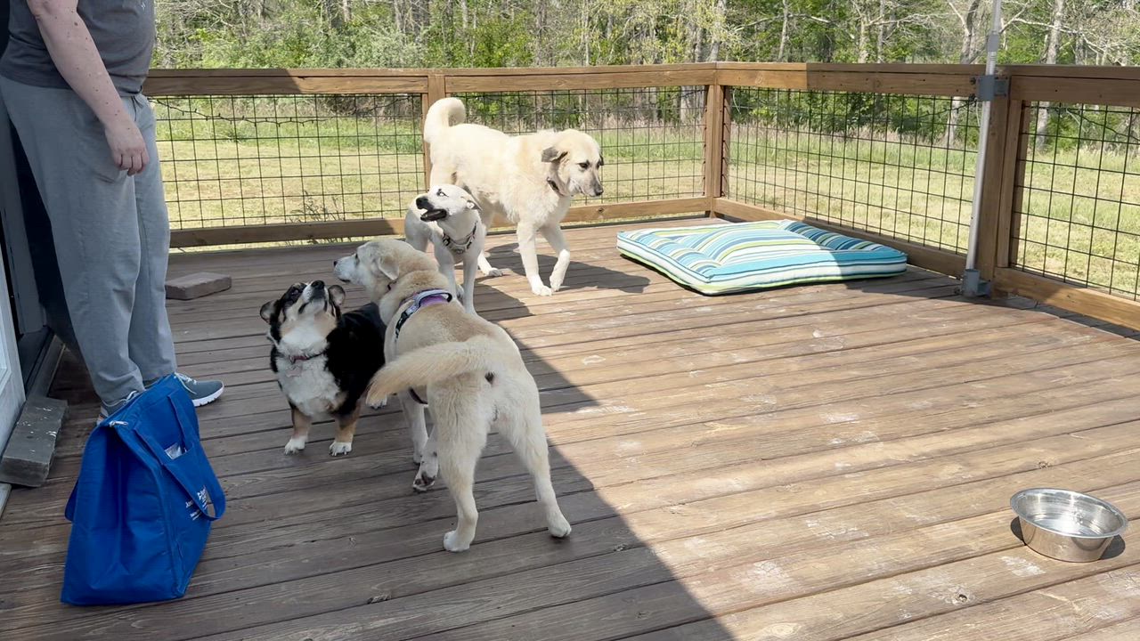 Enlarge Azure -s, a ADOPTABLE mixed breed in Sequatchie, TN video 6/6