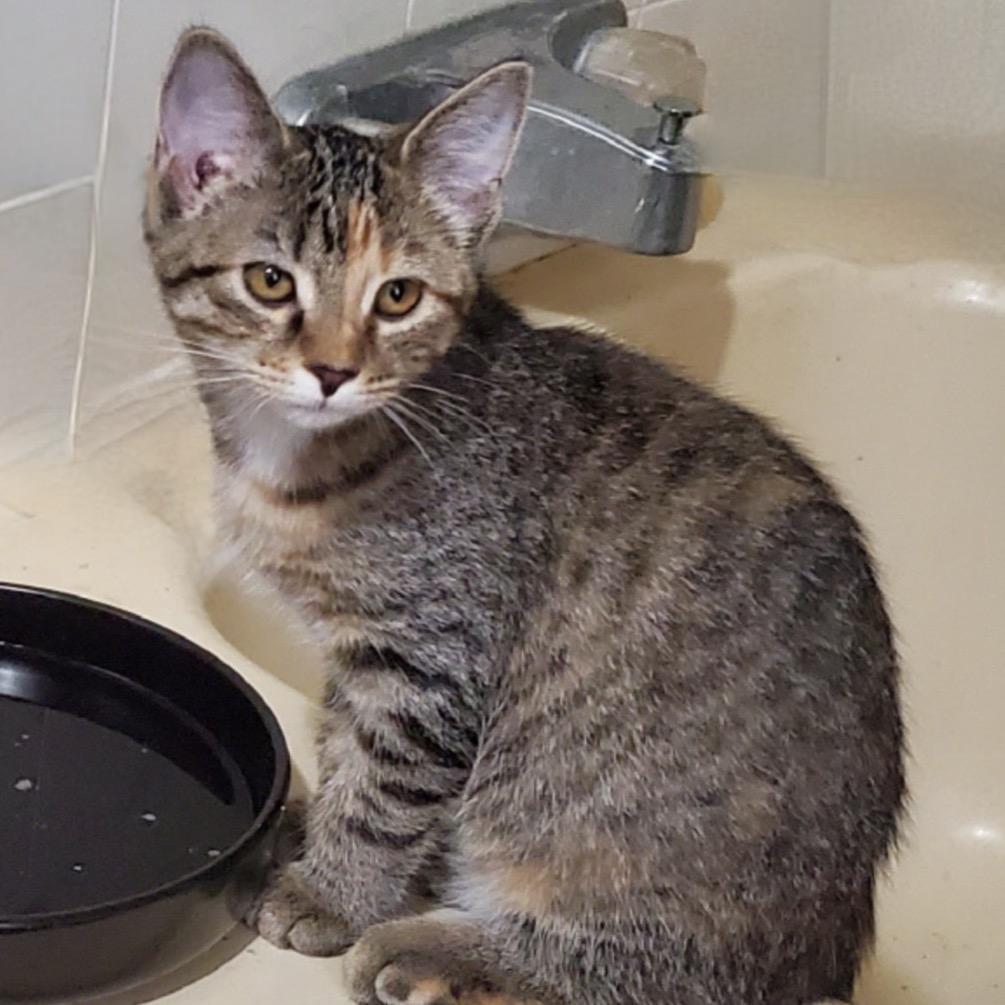 Cinnamon Toast, Adoptable, Kitten Female Domestic Short Hair.