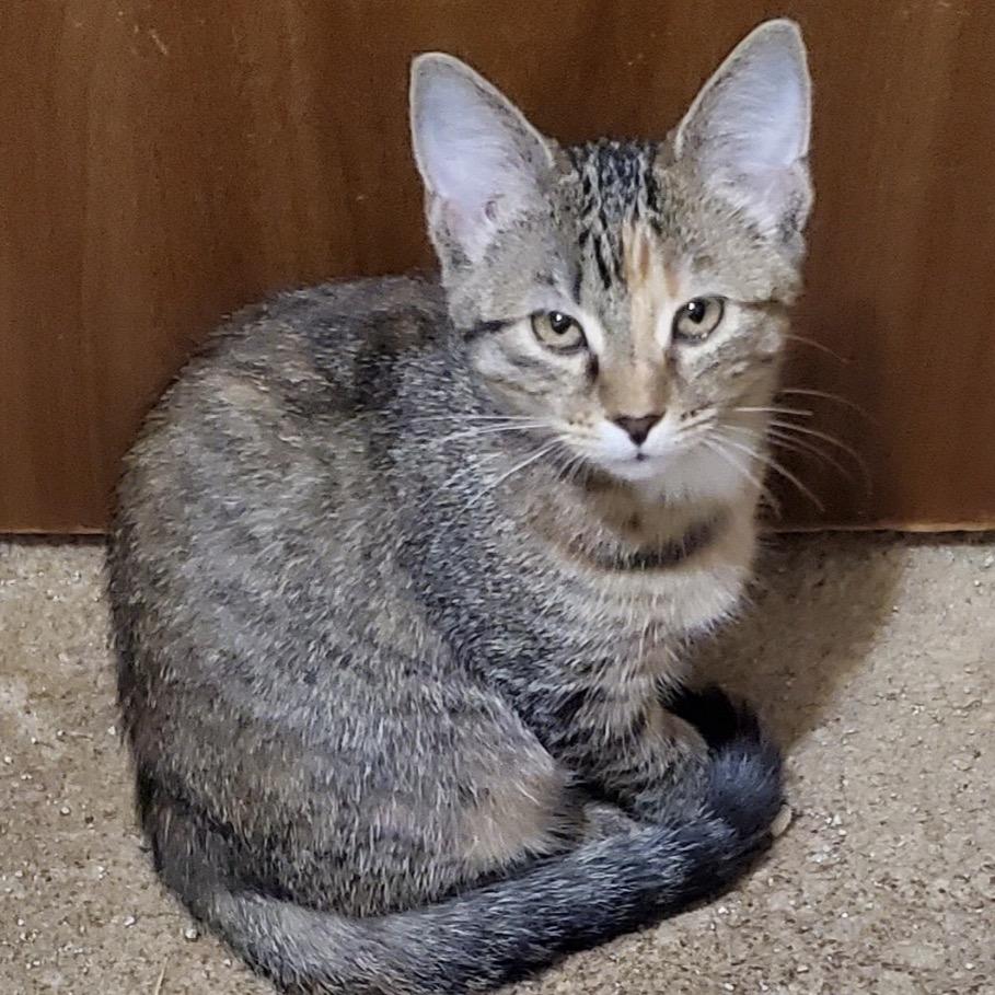 Enlarge Cinnamon Toast, a Adoptable Domestic Short Hair in Columbia, MO image 2/2