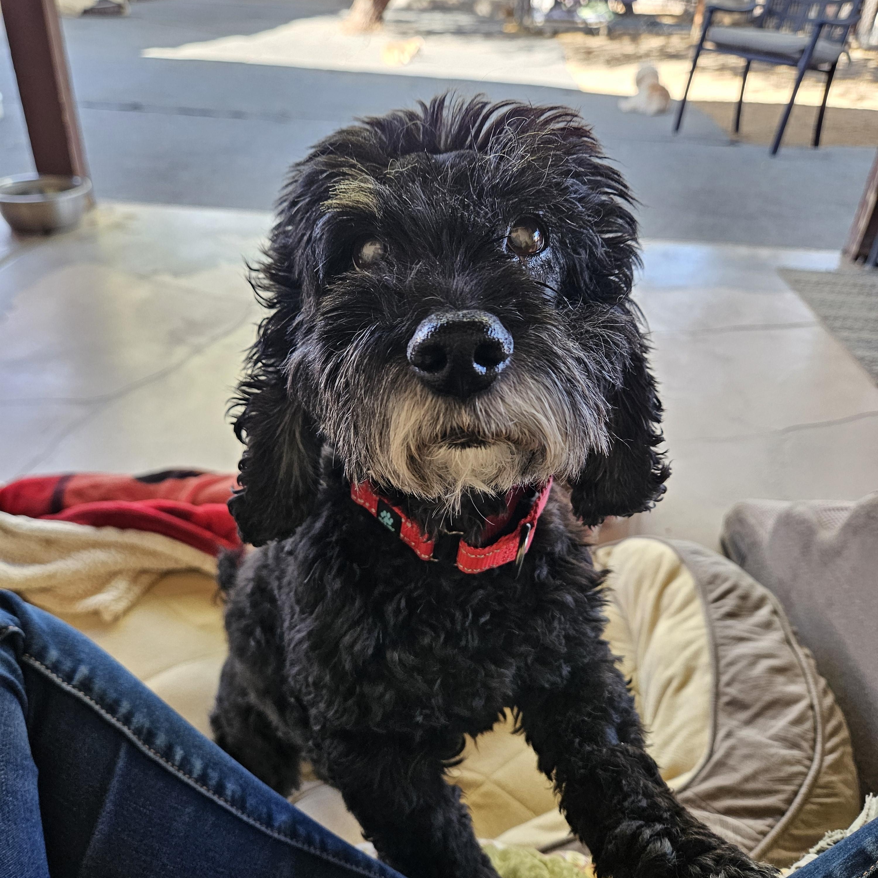 Milo, a ADOPTABLE Cockapoo in New River, AZ image 1/4