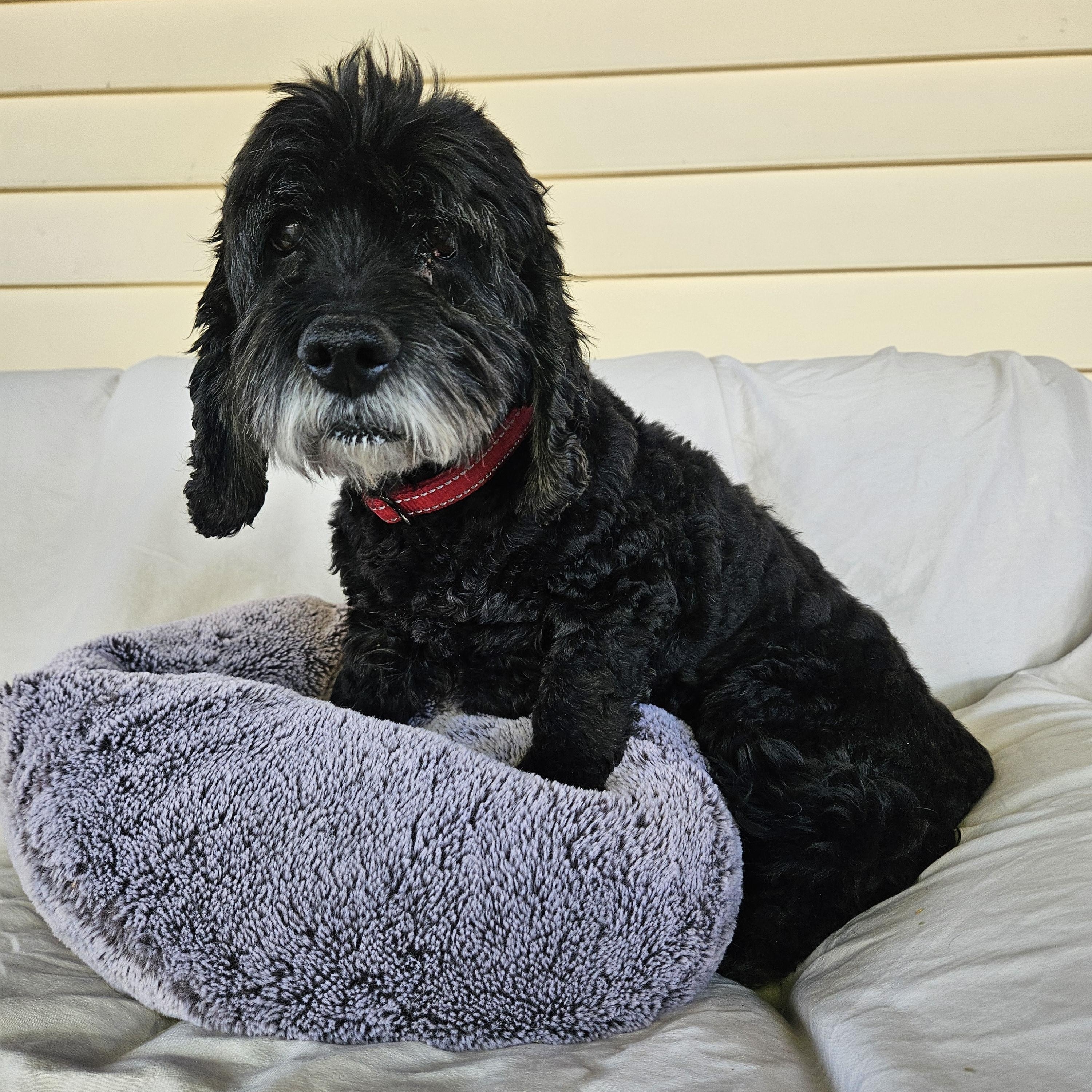 Milo, a ADOPTABLE Cockapoo in New River, AZ image 3/4