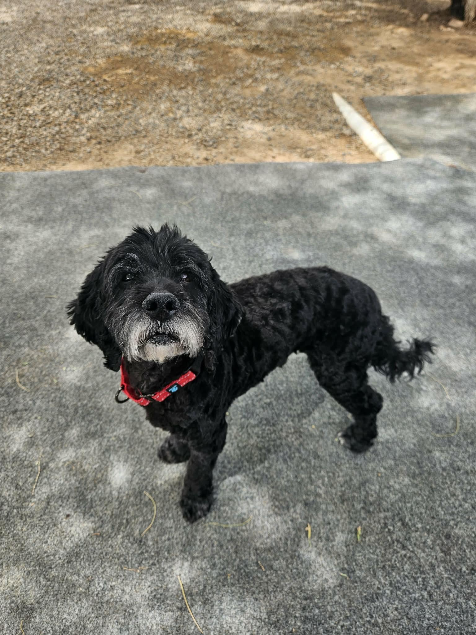 Milo, a ADOPTABLE Cockapoo in New River, AZ image 2/4