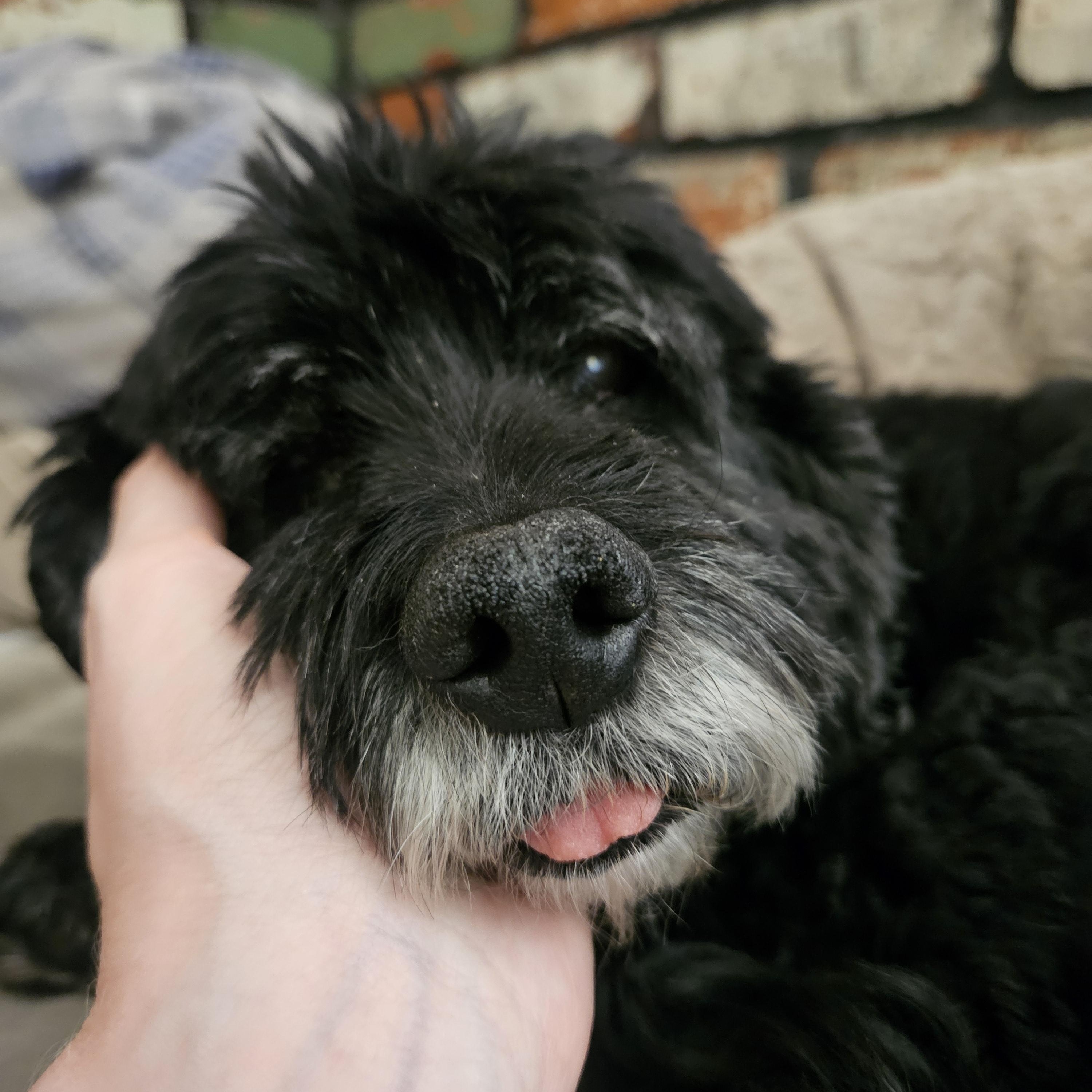Milo, a ADOPTABLE Cockapoo in New River, AZ image 4/4