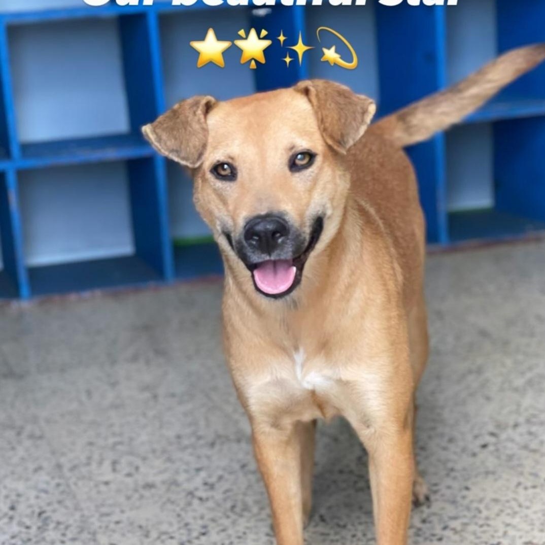 Star, an adoptable Shepherd, Yellow Labrador Retriever in Narragansett, RI, 02882 | Photo Image 1