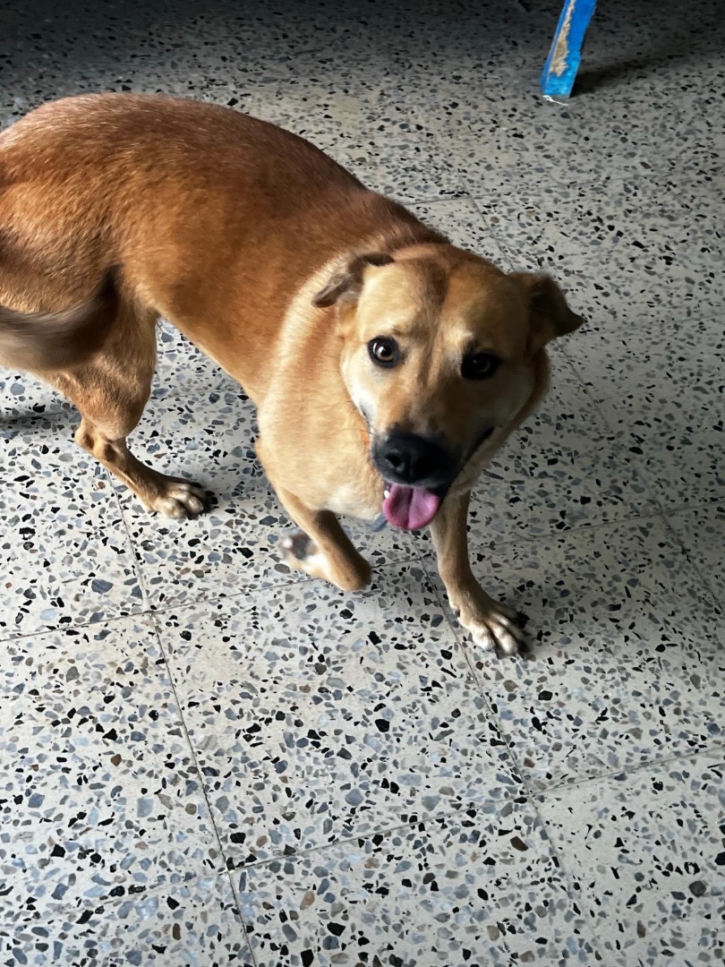 Star, a Adoptable mixed breed in Narragansett, RI image 3/6