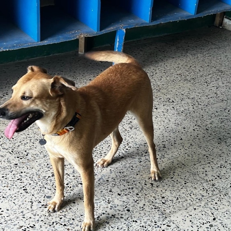 Star, a Adoptable mixed breed in Narragansett, RI image 4/6