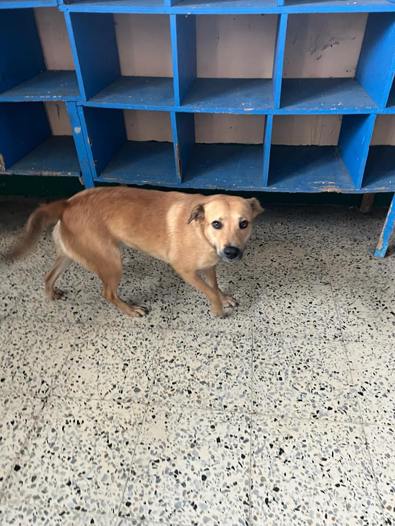 Star, a Adoptable mixed breed in Narragansett, RI image 5/6