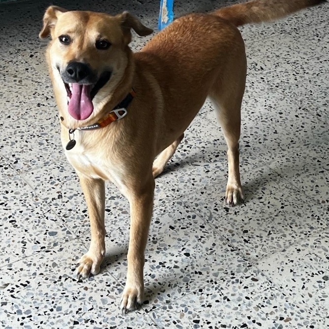 Star, an adoptable Shepherd, Yellow Labrador Retriever in Narragansett, RI, 02882 | Photo Image 2