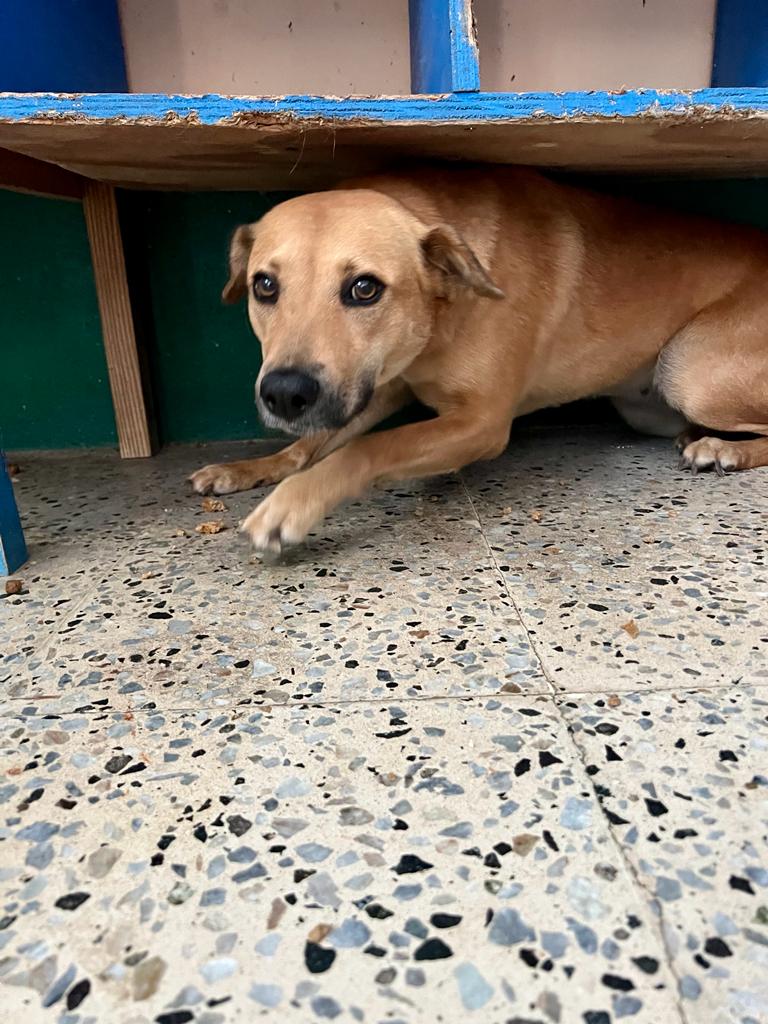 Star, an adoptable Shepherd, Yellow Labrador Retriever in Narragansett, RI, 02882 | Photo Image 6